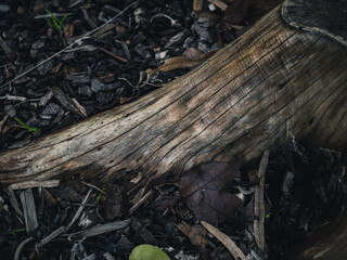 stump in the woods