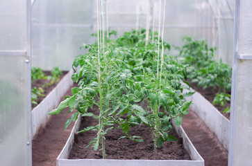 Rows of tomato plants growing in a country greenhouse. Country agriculture.