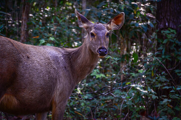 deer in the forest