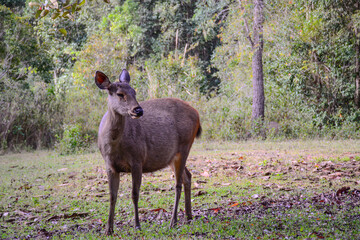 deer in the woods