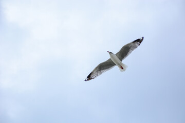 seagull in flight