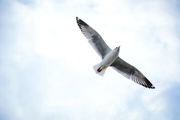 seagull in flight