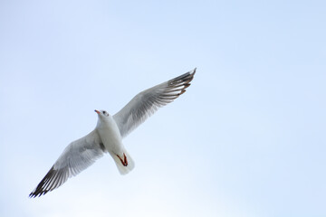 seagull in flight