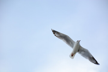 seagull in flight