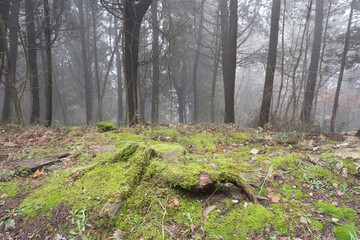 Grey, moss and fog in the forest in a winter italian afternoon