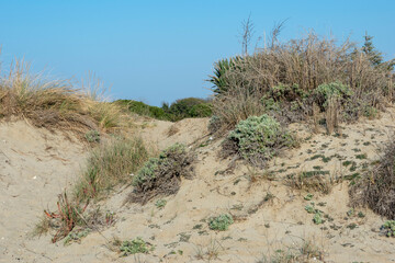 Dune naturali marittime in Toscana