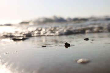 Sea waves and warm sunset light, calm and relaxing sandy beach