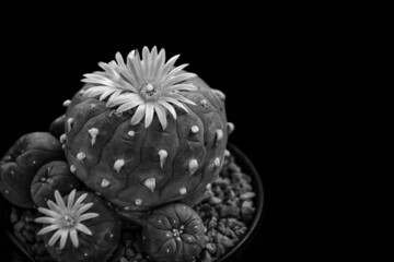 black and white flower