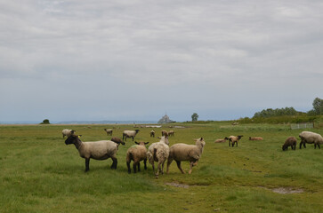 Obraz premium Prés salés de la baie du mont saint michel
