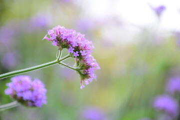 flowers of lavender