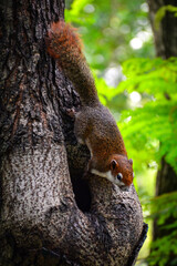 squirrel on tree