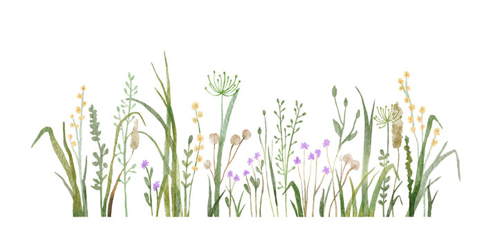 Watercolor wild herbs and flowers doodle illustration. Field with grass and wildflowers isolated on white background