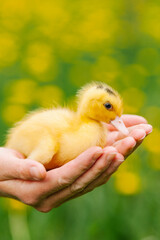 Small yellow mulard duck in hands, close-up.