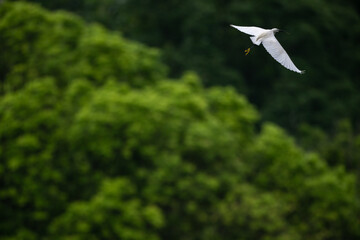 one snowy egret in flight