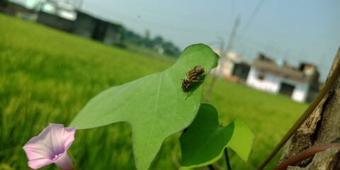 Flying insect on Agricultural rural background.