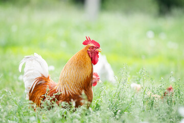 A rooster and a free-range chicken on the grass in the countryside...