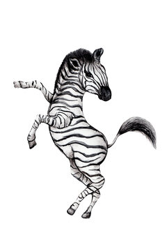 Isolated Watercolor Zebra Illustration