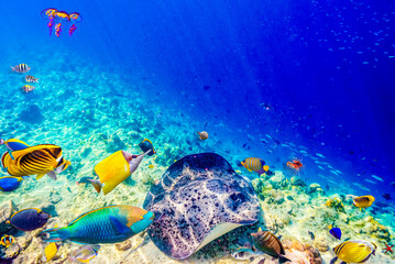 Fototapeta premium The magnificent underwater world of the Maldives.