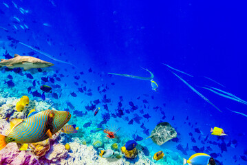 Obraz na płótnie Canvas The magnificent underwater world of the Maldives.