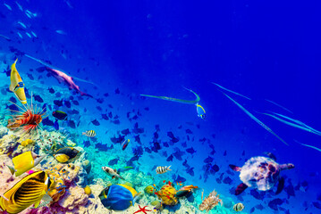 Fototapeta na wymiar The magnificent underwater world of the Maldives.