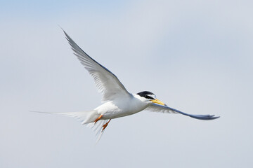 湖の上を飛ぶ海鳥