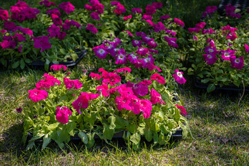 Obraz premium flower seedlings of various colors stand on the grass in the park