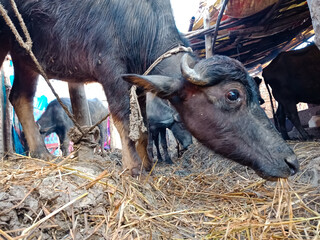 Village mammals on farm house.
