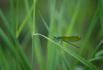 dragonfly on a green leaf - 510825531