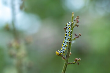 Caterpillar on a leaf - 510825532