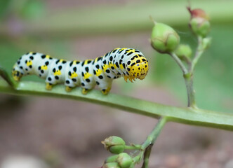 caterpillar on leaf 2 - 510825533