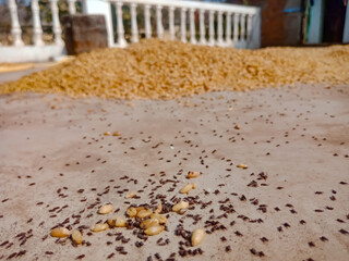 Dirty wheat grain cleaning procedure.