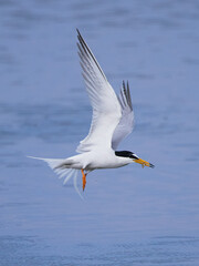Fototapeta na wymiar 湖の上を飛ぶ海鳥