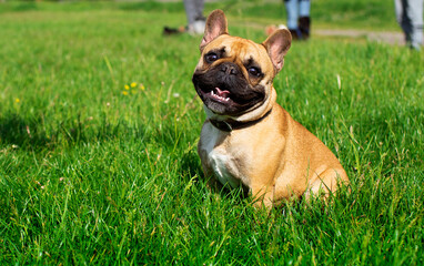 French Bulldog dog. It is yellow. Dog sitting on a background of blurred green grass