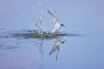 湖の上を飛ぶ海鳥