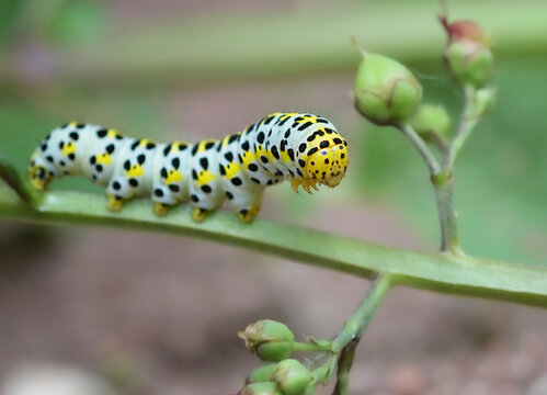 caterpillar on leaf 2