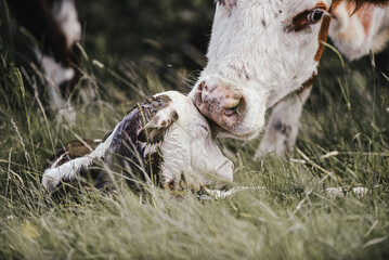 Newborn baby heifer calf breathes and stands for the first time on the farm with mother cow