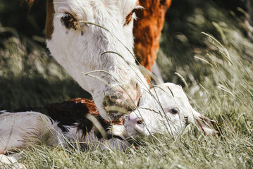 Newborn baby heifer calf breathes and stands for the first time on the farm with mother cow - obrazy, fototapety, plakaty