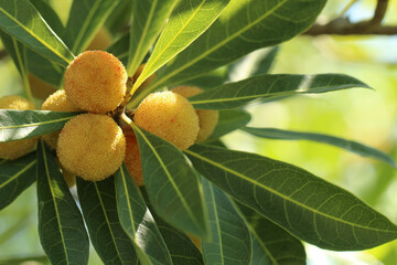 細長い葉と共に日差しを浴びている複数の未完熟のオレンジ色のヤマモモのアップ。左寄り