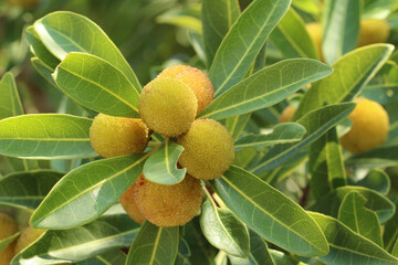 細長い葉と共に日差しを浴びているたくさんの未完熟のオレンジ色のヤマモモのアップ