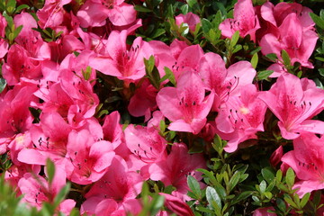満開のピンク色のツツジの花