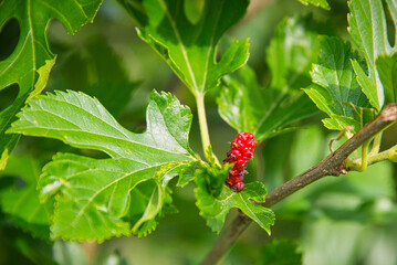 子どもの頃よく食べた桑の実の、まだ熟していない赤い実のなっている風景