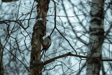 A woodpecker on a tree trunk in a winter forest. Woodpecker in its natural habitat