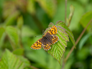 Duke of Burgundy Butterfly Resting on a Bramble Leaf
