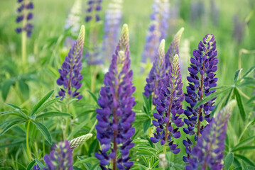 Fototapeta premium Tall inflorescences of blooming purple lupine flowers in summer field