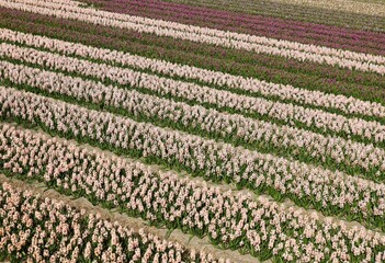 Industrial hyacinth fields with pink and violet hyacinths 