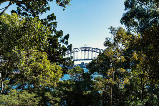 View of Sydney Bridge, peaking through the trees from the Royal Botanical Garden in Sydney, Australia