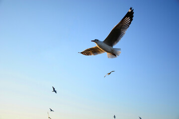 Obraz premium seagull in flight