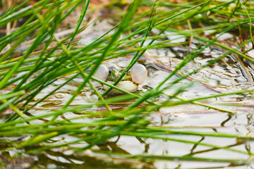Lake frog is a master of disguise. Long or Wide Shot of a singing lake frog inflating resonant sacs