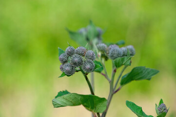 Burdock Plant Flower Medicinal Herb Close-up