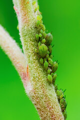 Aphid Colony Close-up. Greenfly or Green Aphid Garden Parasite Insect Pest Macro on Green Background